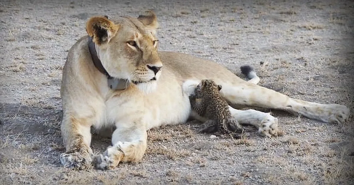 A lioness lies on the ground with a small hedgehog nestled close to her.