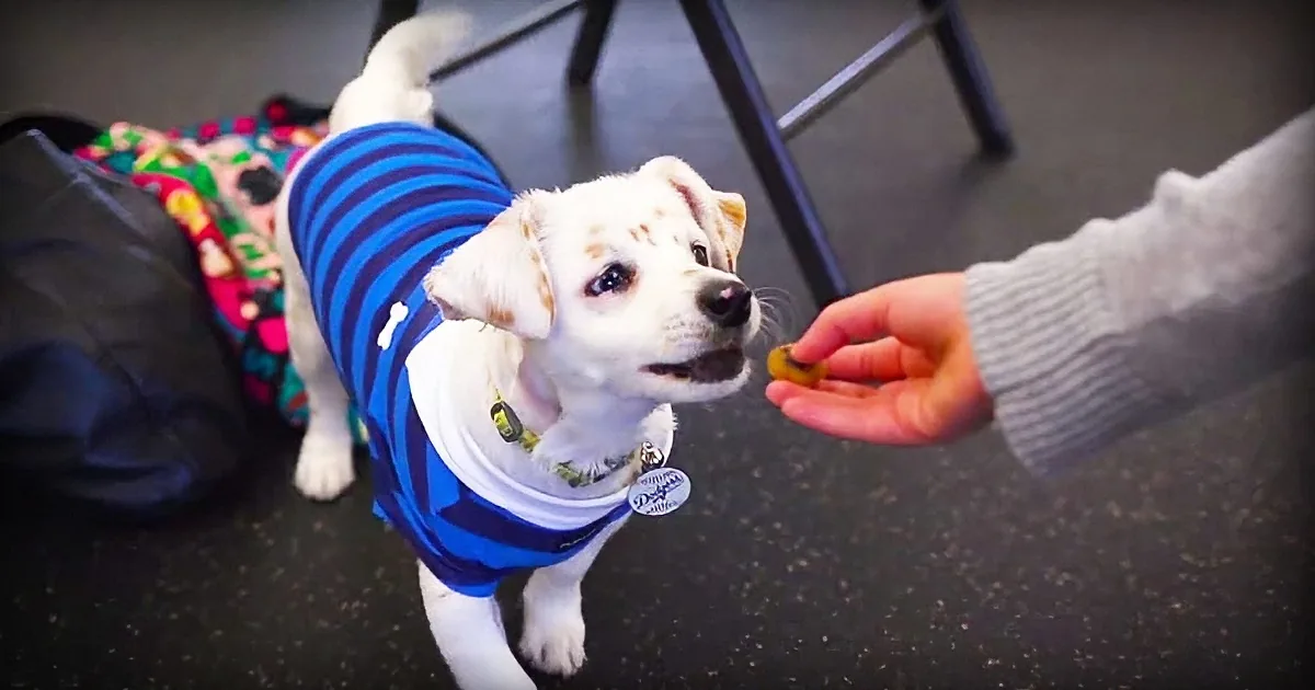 A small white dog wearing a blue striped sweater is being offered a treat by a person.