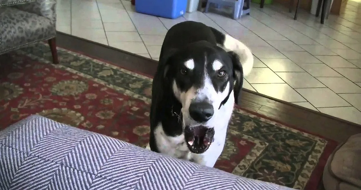 Human Tells His Dog He Brought Home a New Pet From the Store. the Dog Throws a Hysterical Fit