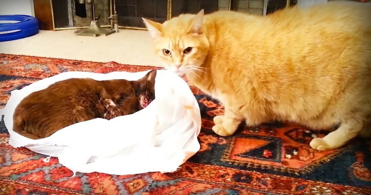Cat''s Friend Died From Cancer, so His Owners Let Him Say ''Goodbye.'' Now Watch How He Reacts