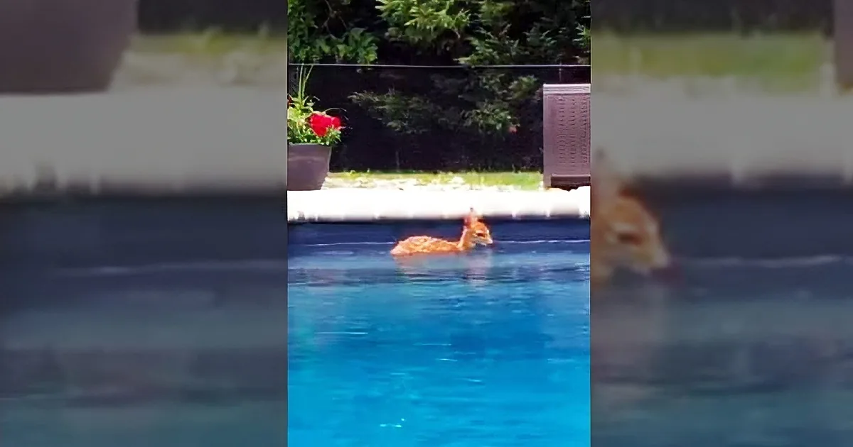 A dog is swimming in a pool with a potted plant and greenery in the background.