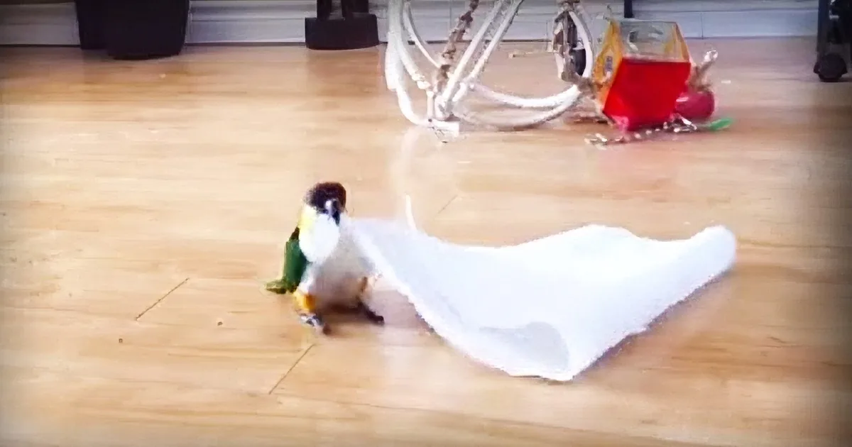 A bird perches on a white cloth, surrounded by scattered objects on a wooden floor.