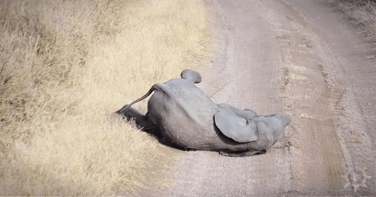 All Parents Have to Deal With Tantrums, Even Mama Elephants