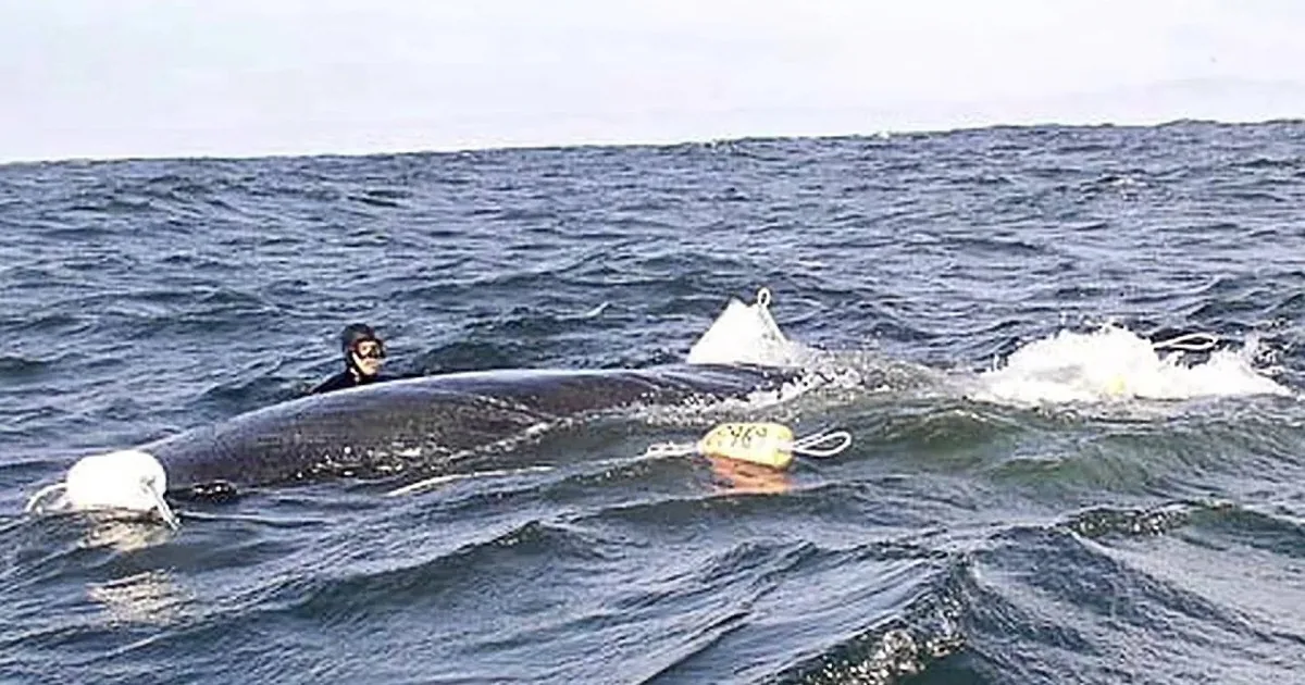 Diver Sees a Whale With a 3,000 Lbs. Anchor Tied to It. Will He Rescue It on Time?