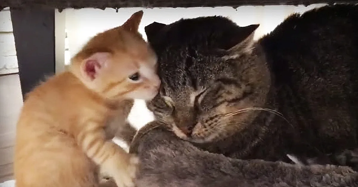 A small orange kitten snuggles affectionately with a larger gray cat, both appearing relaxed and content.