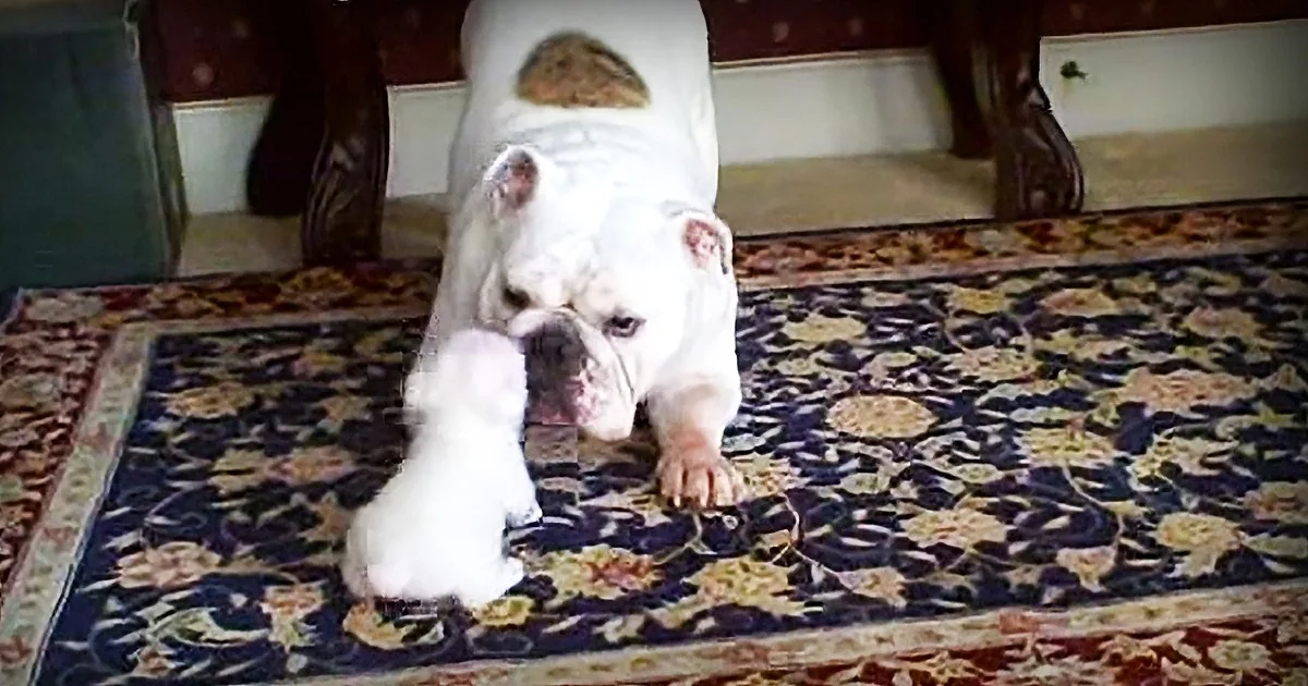 A white bulldog is playfully interacting with a small white stuffed toy on a patterned rug.