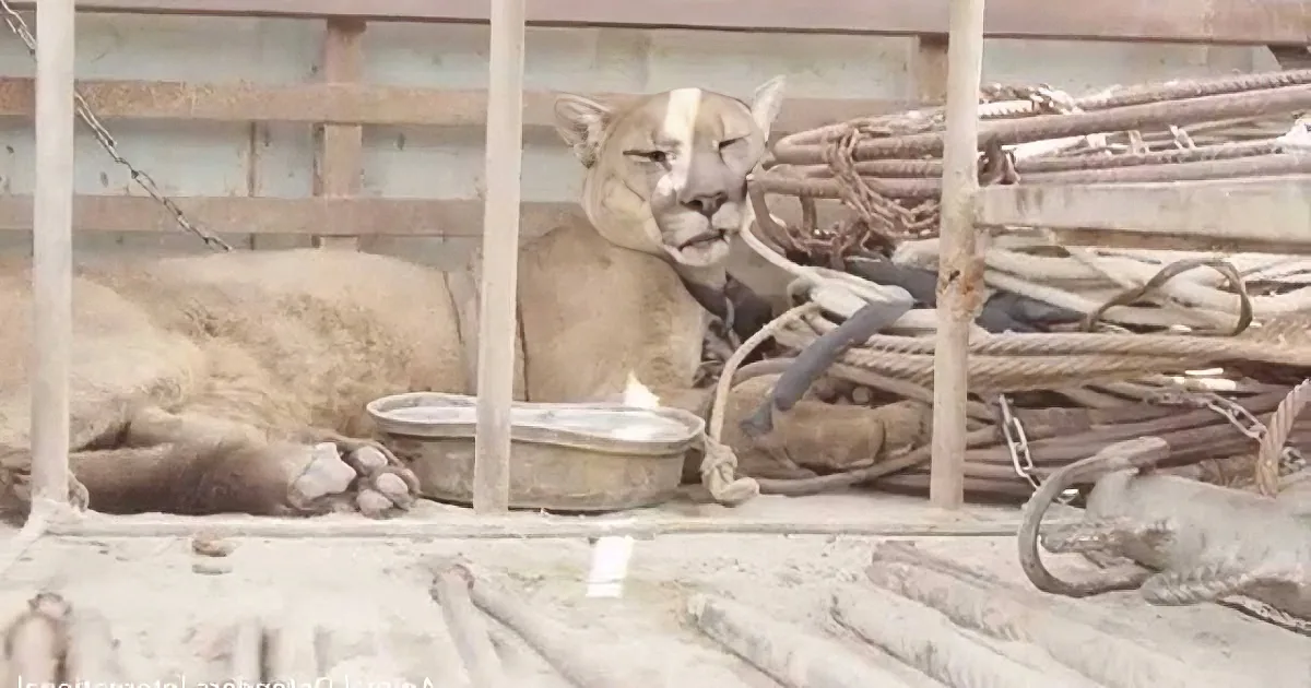 For 20 Years, This Mountain Lion Was Chained up, His Reaction When Set Free Is Priceless