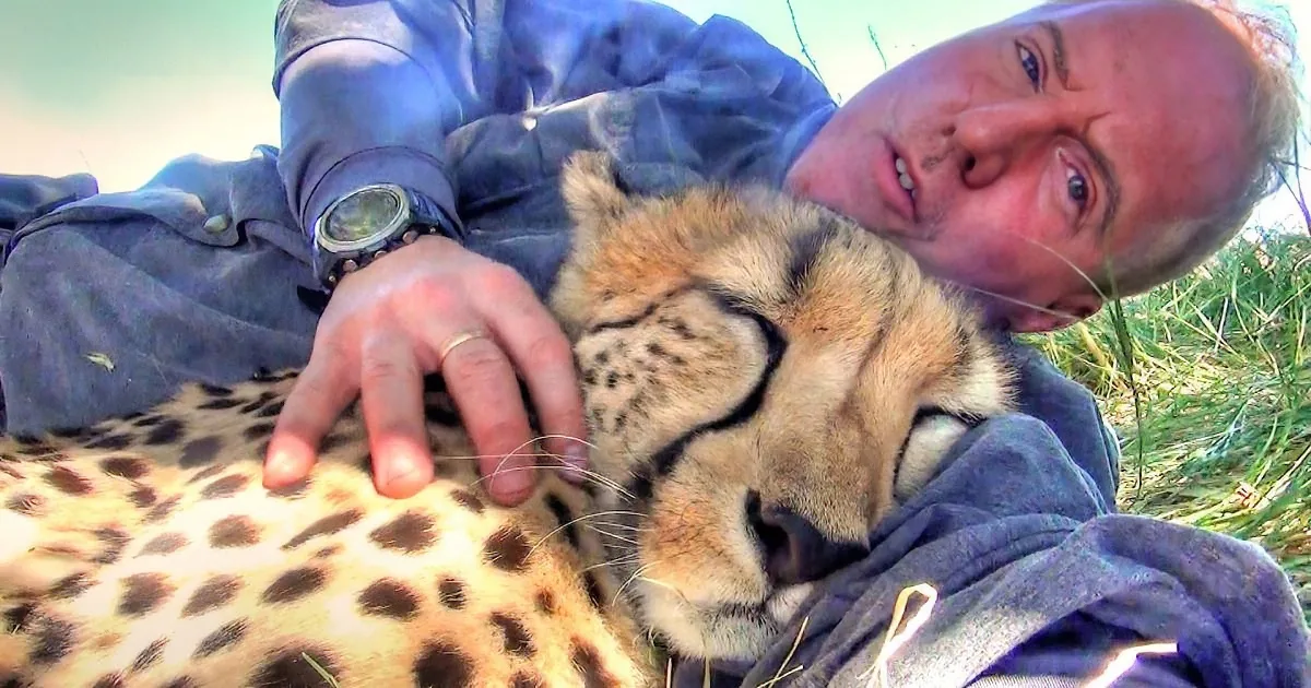 He Was Taking a Nap on the Ground When a Cheetah Appeared and Did Something Unexpected