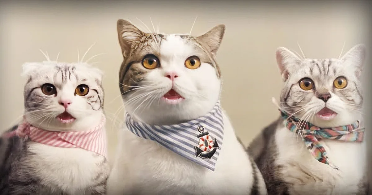 Three cats wearing colorful collars, one in the center with its mouth open, looking surprised.