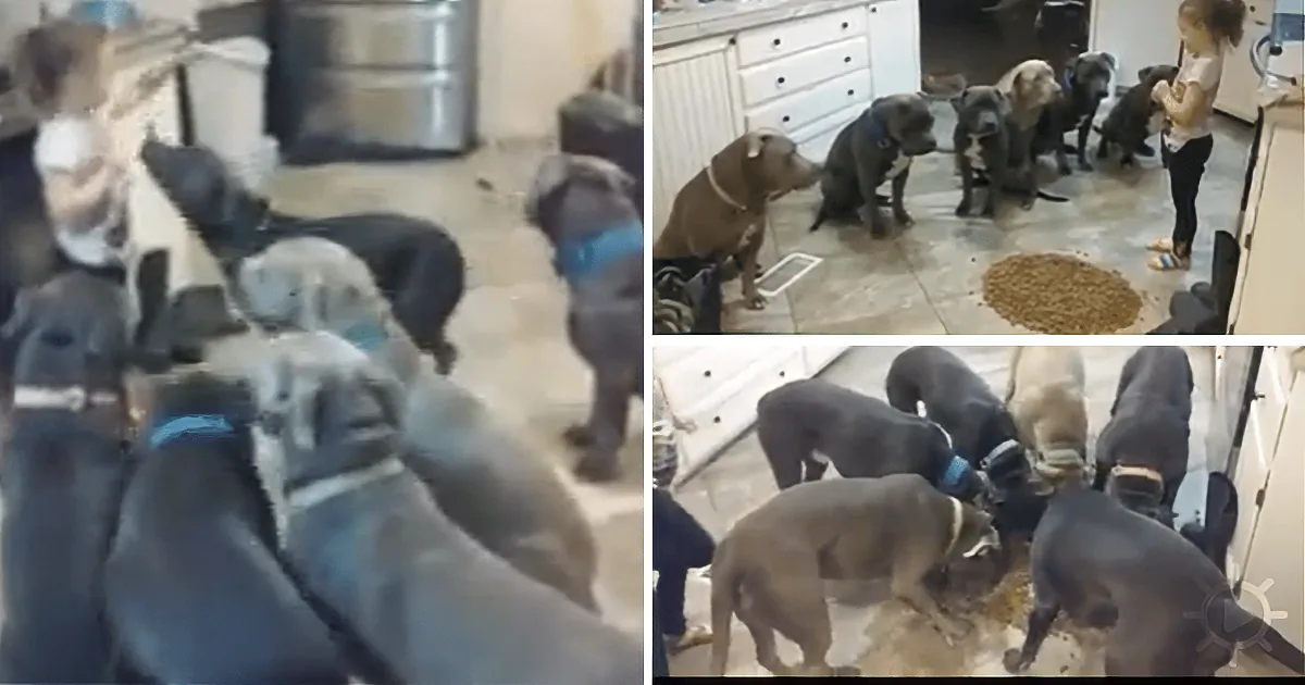 4 Year-Old Girl Feeding and Controlling 6 Astonishingly Obedient Pit Bulls
