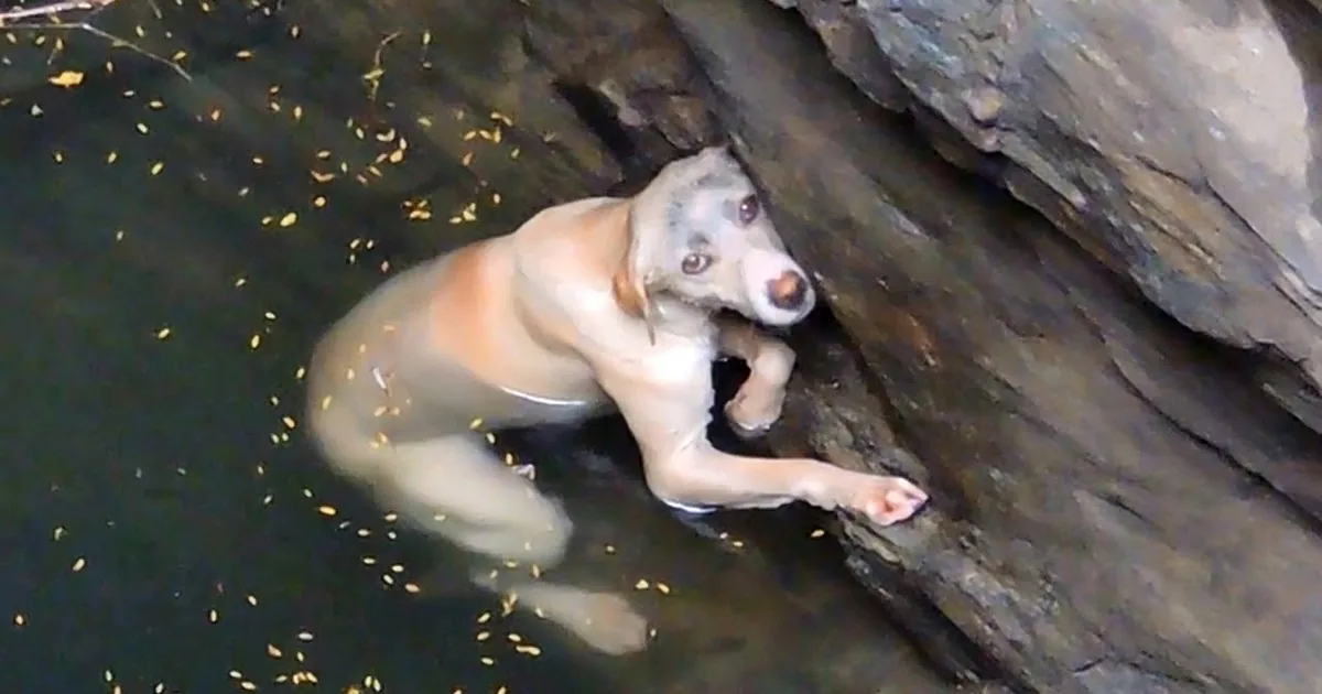 A dog with a light coat and brown markings is partially submerged in water near a rocky area.