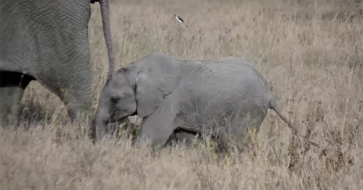 A baby elephant stands in a grassy field, partially obscured by its mother's trunk.