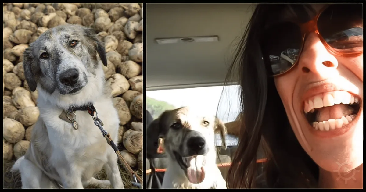 Woman Approaches Stray Dog on the Beach and Lures Her Into Her Car -- What Follows Is Amazing