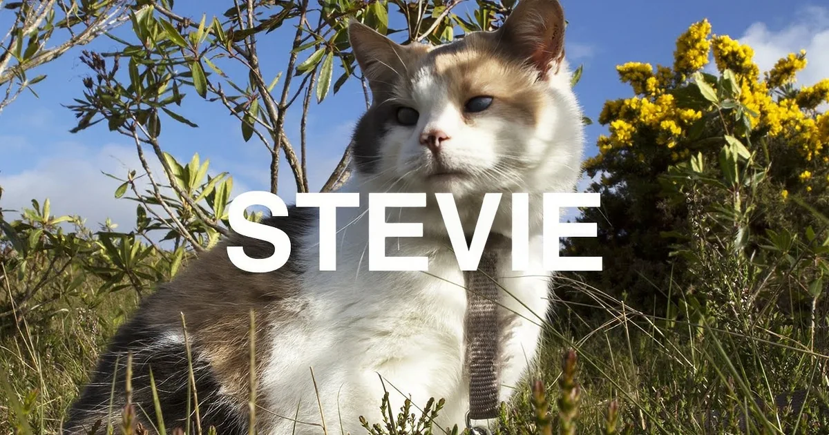 A fluffy cat named Stevie sits in a grassy field with yellow flowers and green foliage.