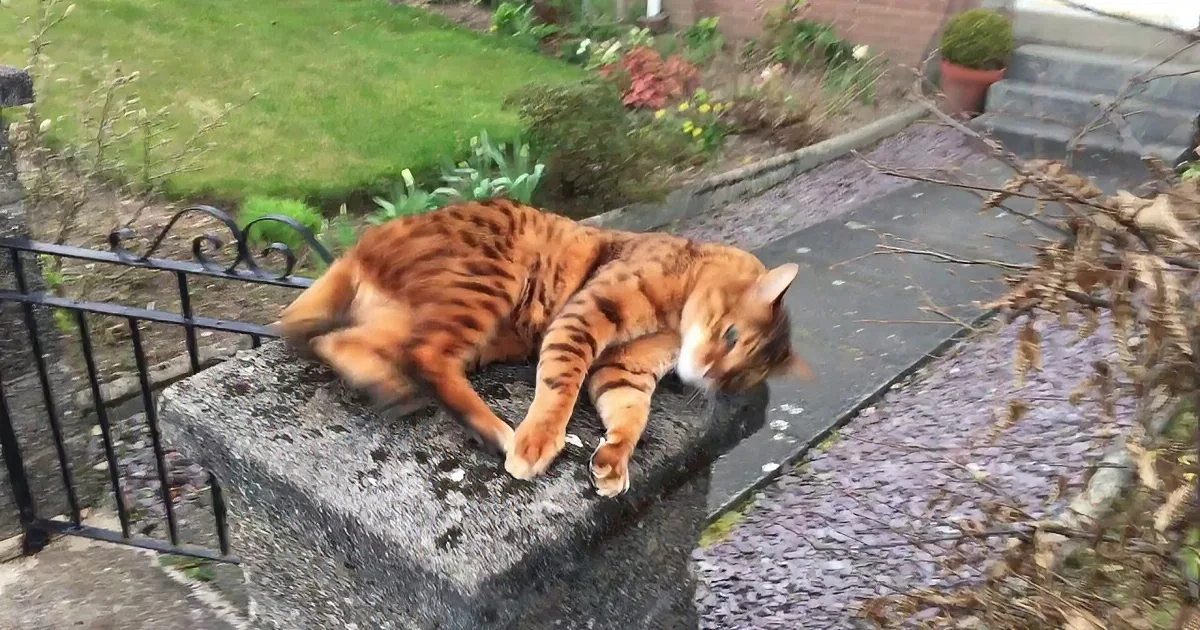 A relaxed orange tabby cat lies stretched out on a stone ledge in a garden setting.
