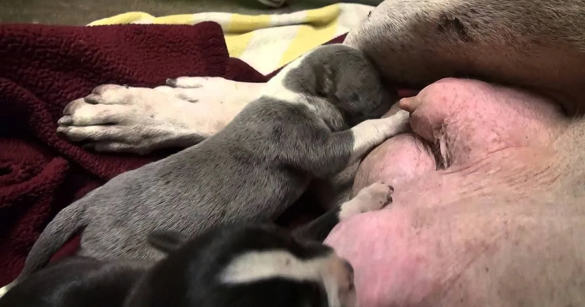 A newborn puppy is nursing from its mother, surrounded by blankets and another puppy nearby.