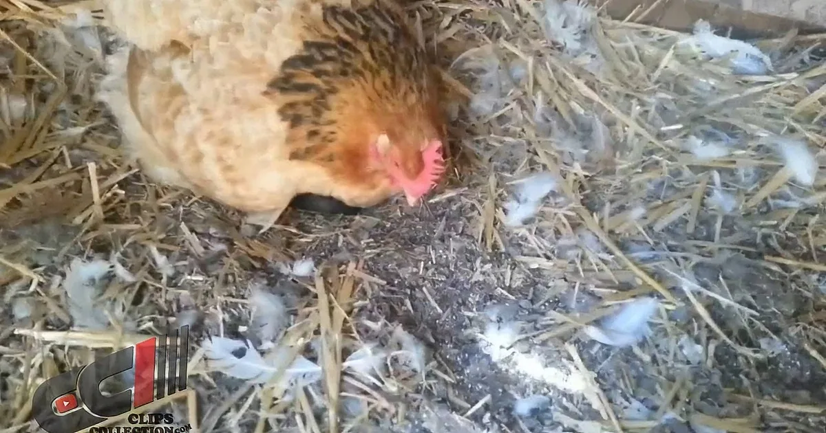 Farmer Thought His Hen Laid an Egg. When He Went to Get It, He Was Totally Stunned