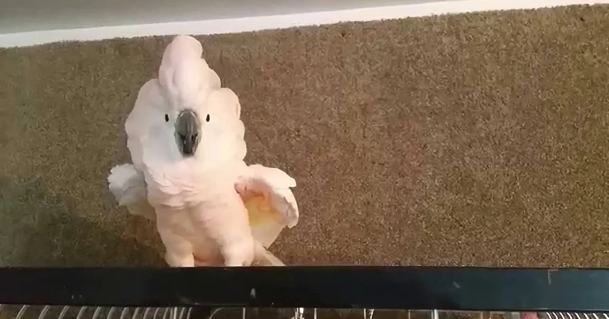 A fluffy white cockatoo perches on a railing, facing forward with its wings slightly spread.