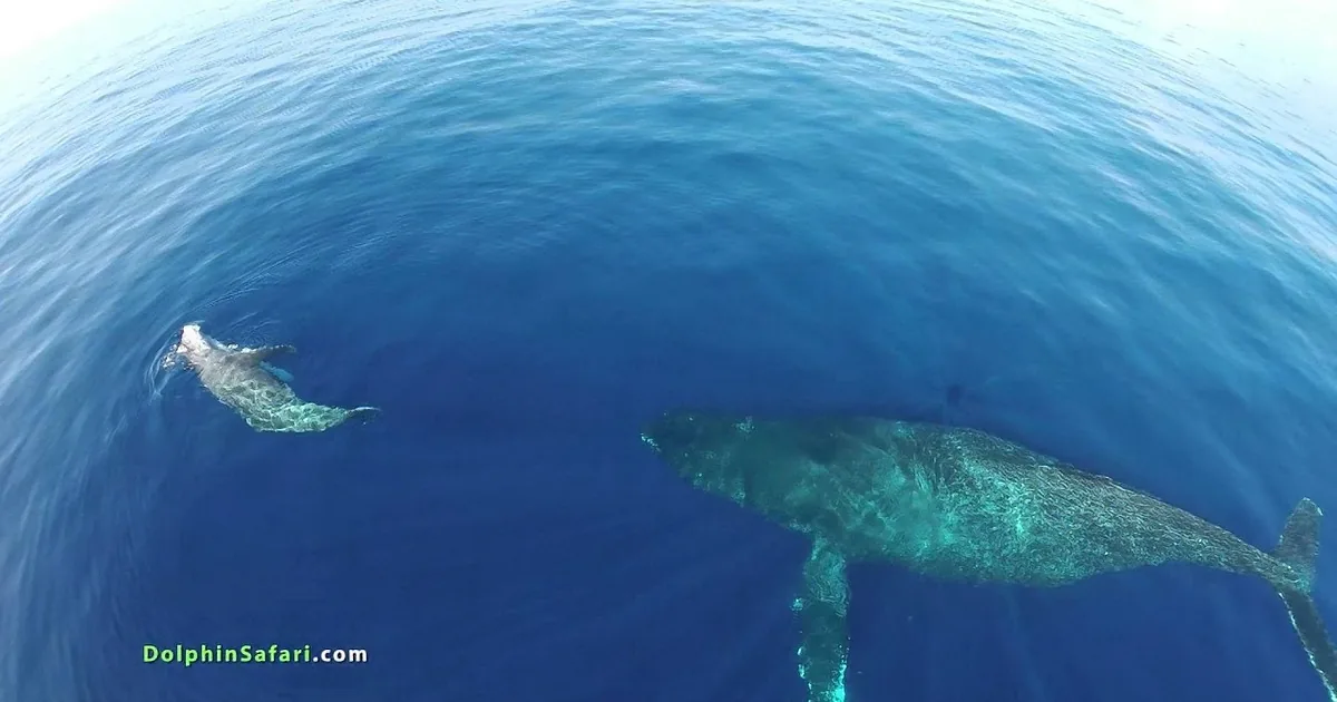 He Flies a Camera Over the Ocean. When It Zooms in, You Won''t Believe It!
