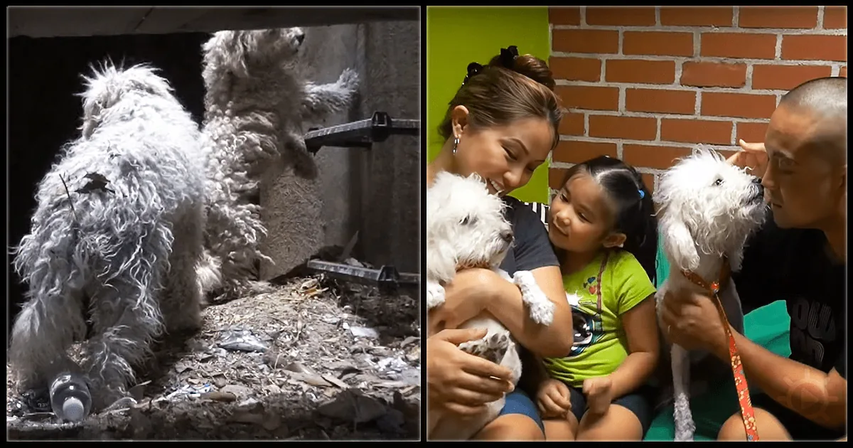 Two fluffy white dogs, one in poor condition, the other being loved and cared for by a family.