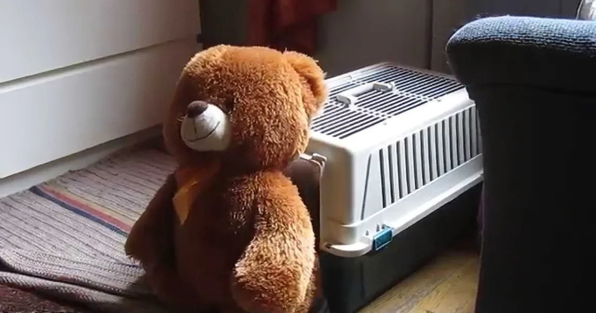 A brown teddy bear sits next to a pet carrier on a wooden floor near a striped rug.