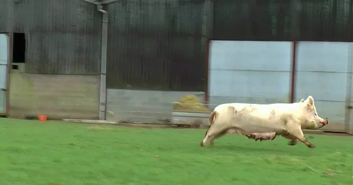 A pig runs across a grassy field with a barn and fence in the background.