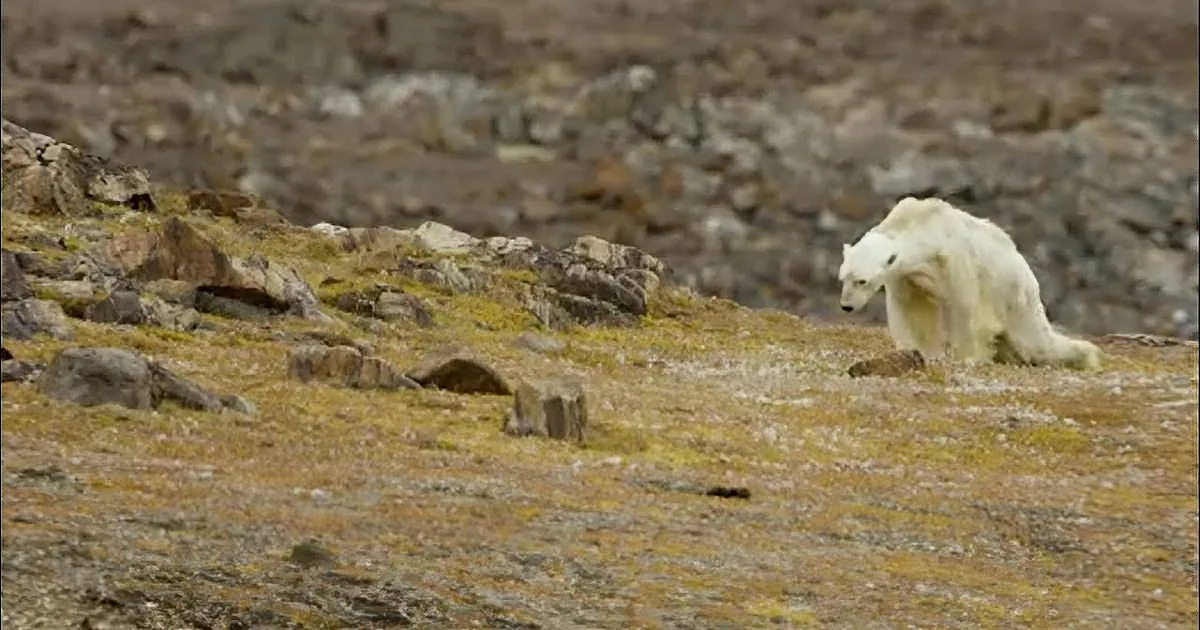 A polar bear is walking on a rocky, grassy terrain with sparse vegetation.