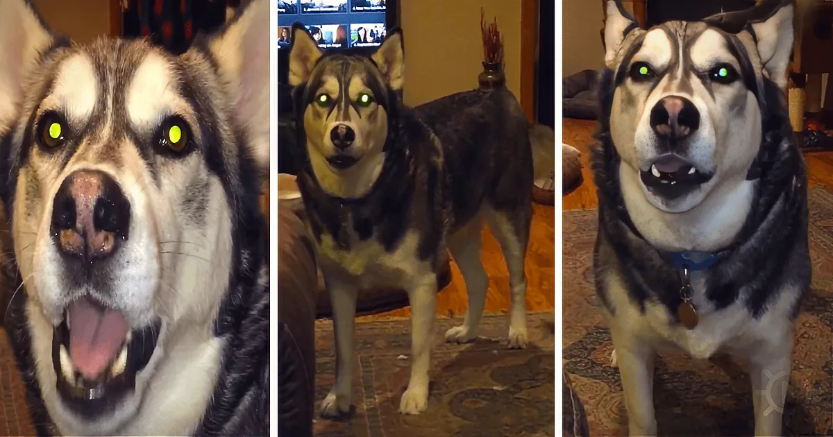 This Mom Is Used to Her Husky Not Liking Some Things, but She Never Expected This Talk!