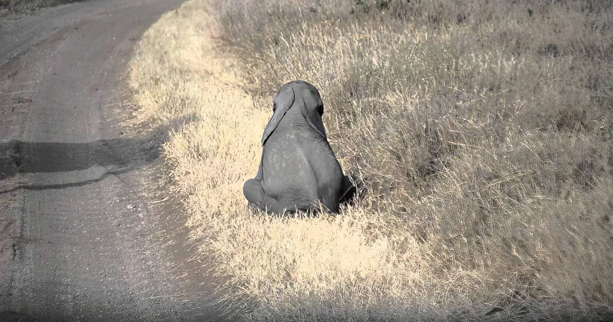 An elephant sits alone in a dry grassy field near a dirt road.