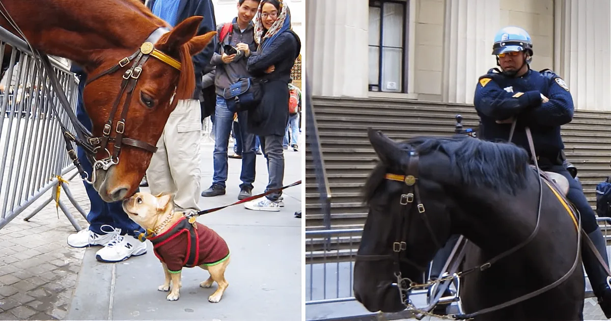 A horse and a small dog interact on a city street, with a police officer in the background.
