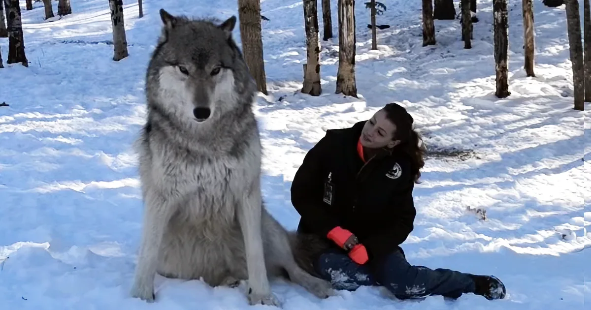 A person in a snowy forest kneels beside a large wolf, both appearing calm and at ease.