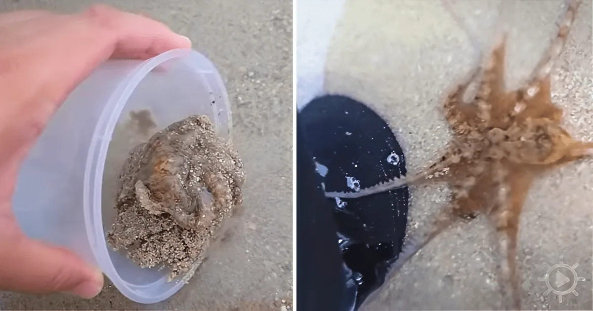 An Octopus Thanks a Man for Saving His Life!