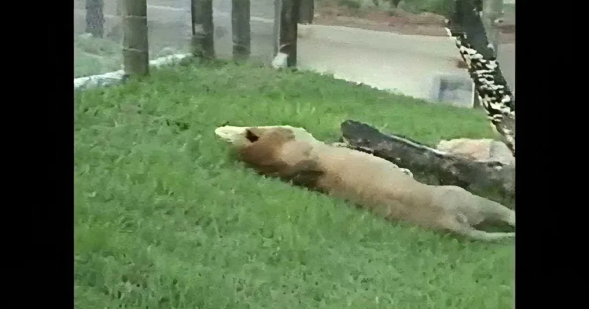 A light brown dog lies on a grassy area near a tree and a skateboard.