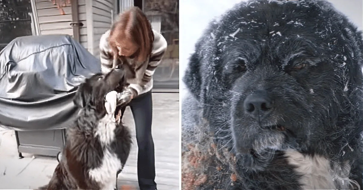 Dog Rescue and Transformation After 4 Years