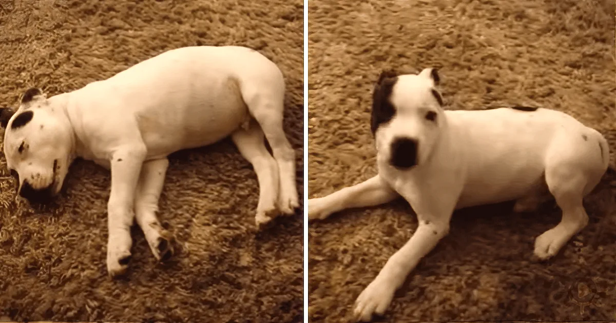 A white dog with black spots lies on a dirt surface, appearing relaxed and content.