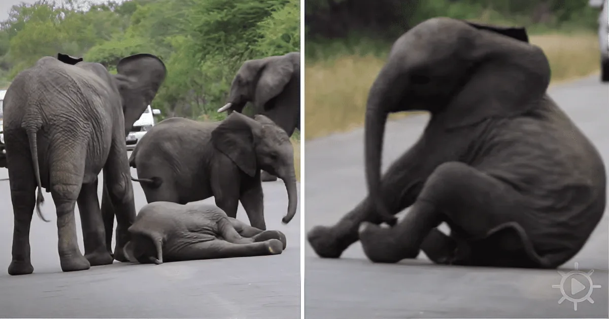 Elephants, including a baby, are on a road; one is lying down, another is sitting, and others are standing nearby.