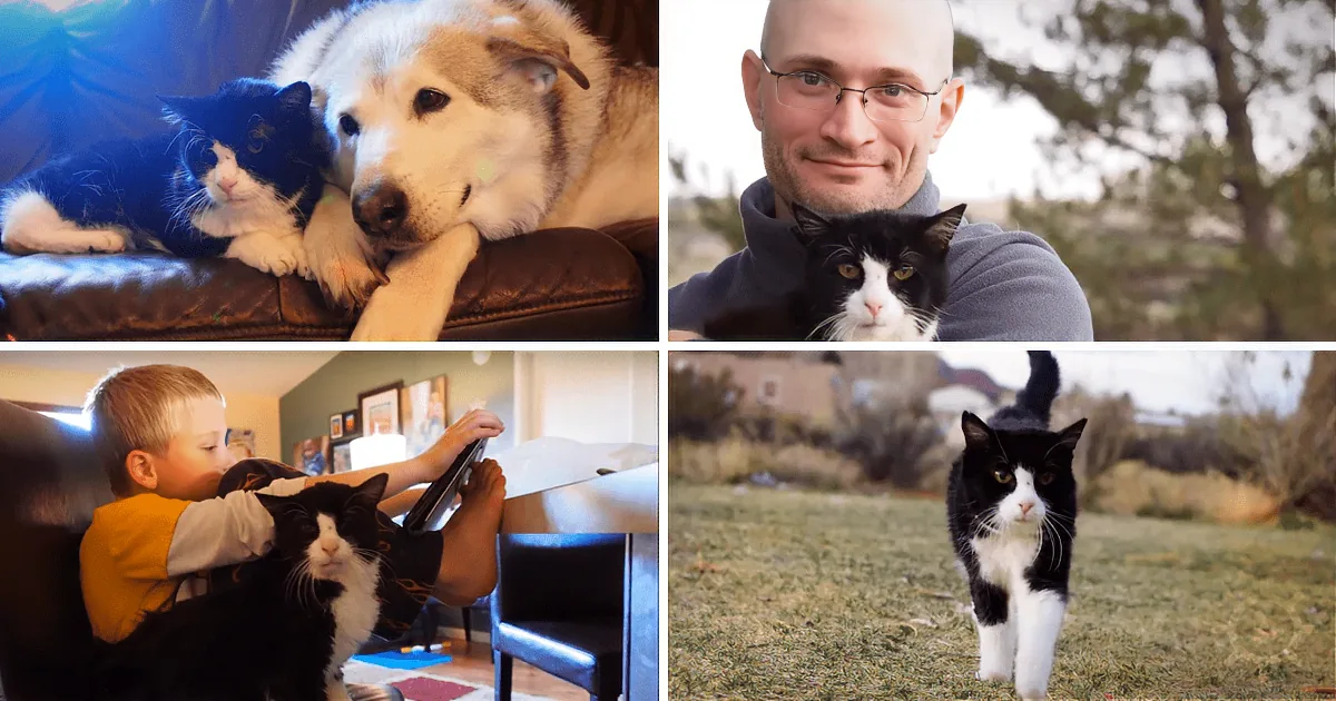 A black-and-white cat is featured in four different settings: cuddling a dog, with a man, being held by a child, and...