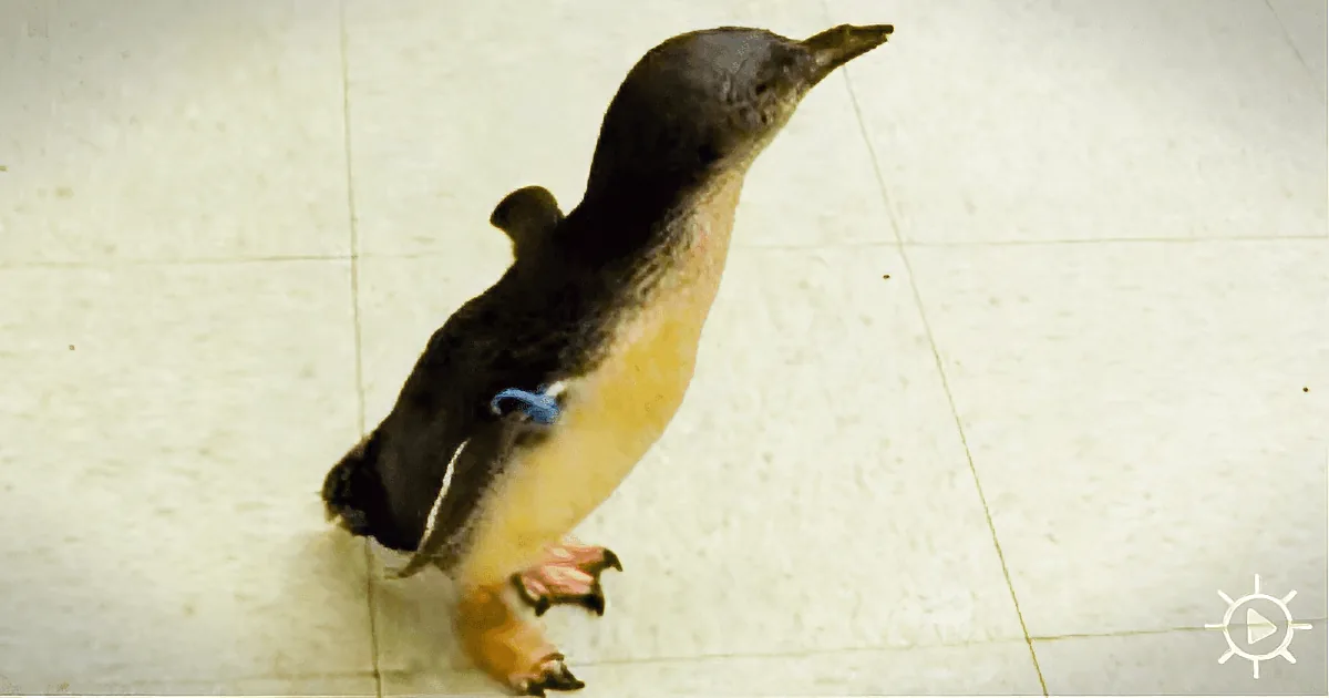 A penguin with a blue tag on its leg stands on a tiled floor, looking to the side.