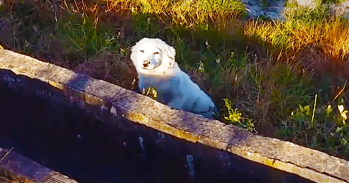 A white dog with a blue collar is sitting on a grassy area behind a stone wall.