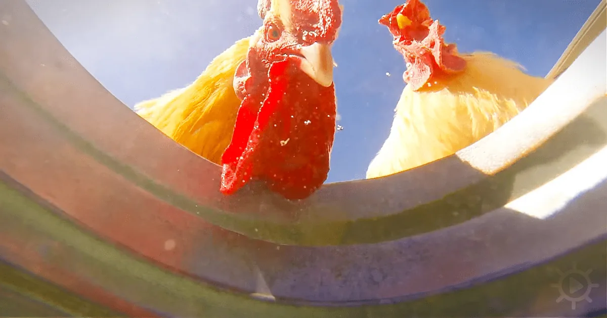 A rooster with a red comb and wattle is perched on a metal structure, bathed in sunlight.