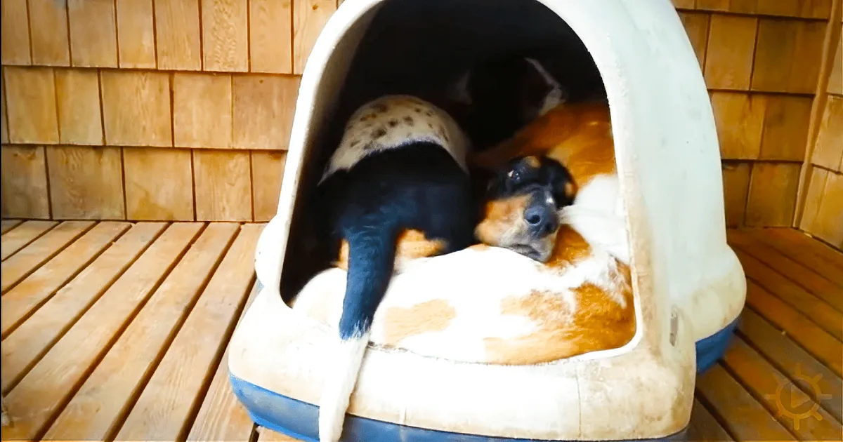 How Did They All Fit? What Happens When 5 Basset Hounds Take an Afternoon Nap