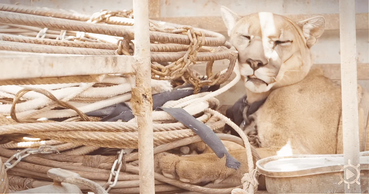 A puma sits amidst tangled ropes, looking relaxed with its eyes closed.