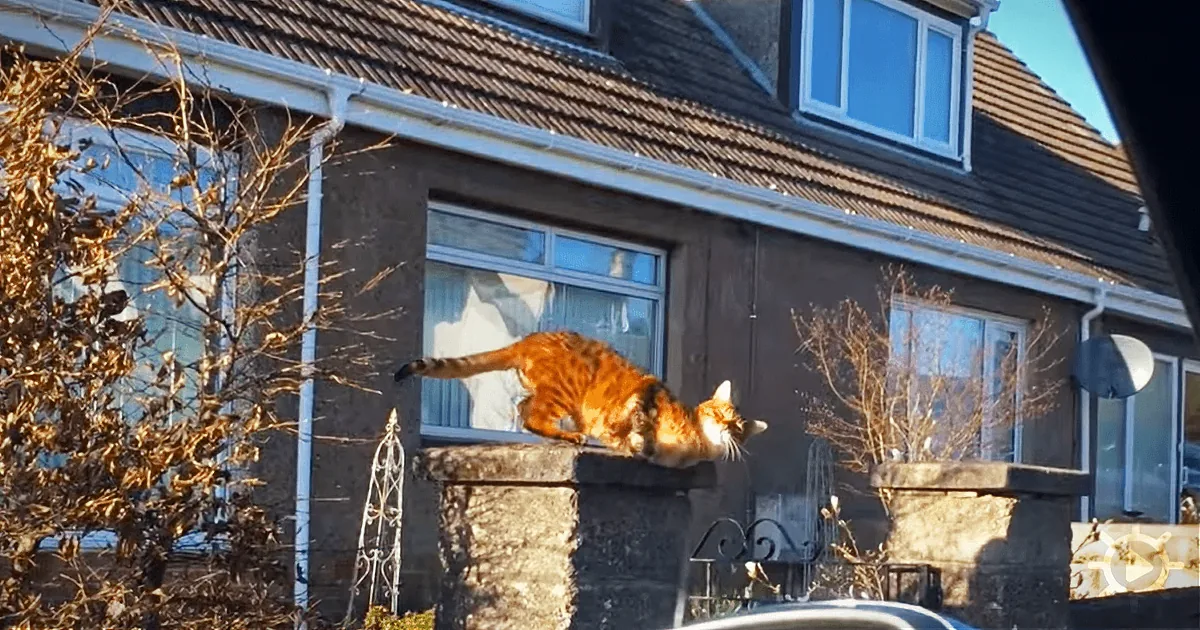 ''I Come Home to This Every Day.'' Watch a Beautiful Cat Greet His Human Dad