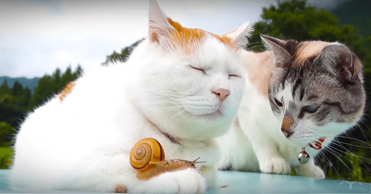 Two cats, one white and orange, the other gray and white, are interacting with a snail on a surface.