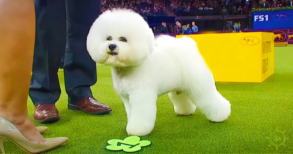 Watch Flynn the Bichon Frise Win Show, Westminster''s Top Dog