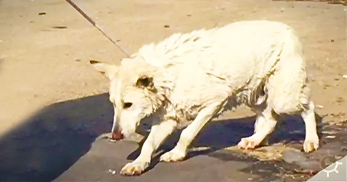Dog Falls Into Freezing Lake Michigan - His Story Is Incredible