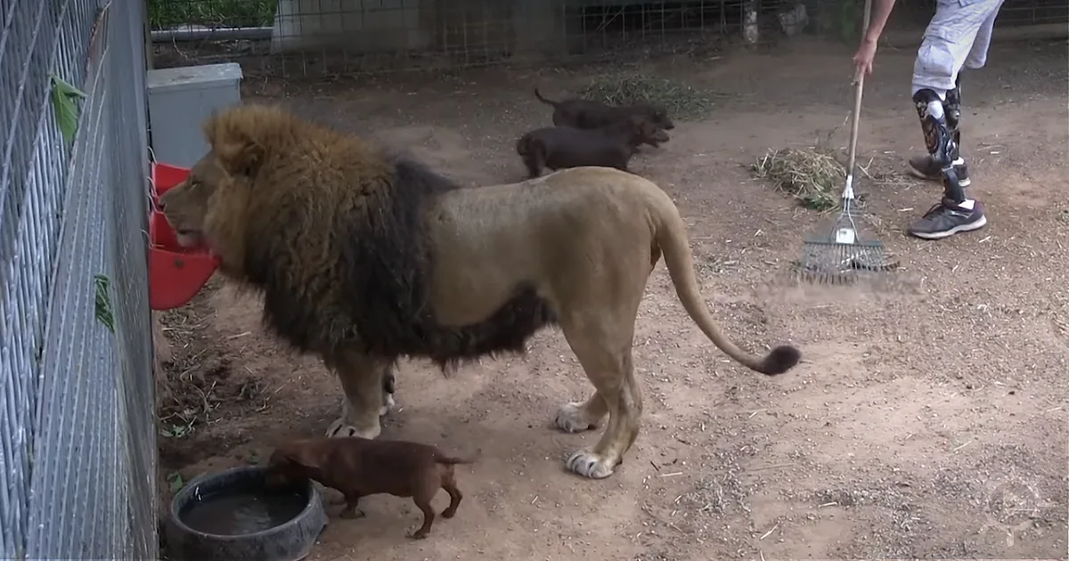 A lion stands near a fence, drinking from a red bucket, with two dachshunds nearby and a person sweeping in the background.