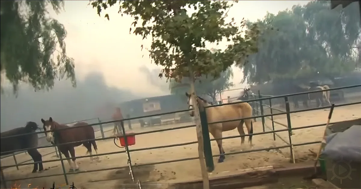 Horses stand in a fenced enclosure with smoke rising in the background.