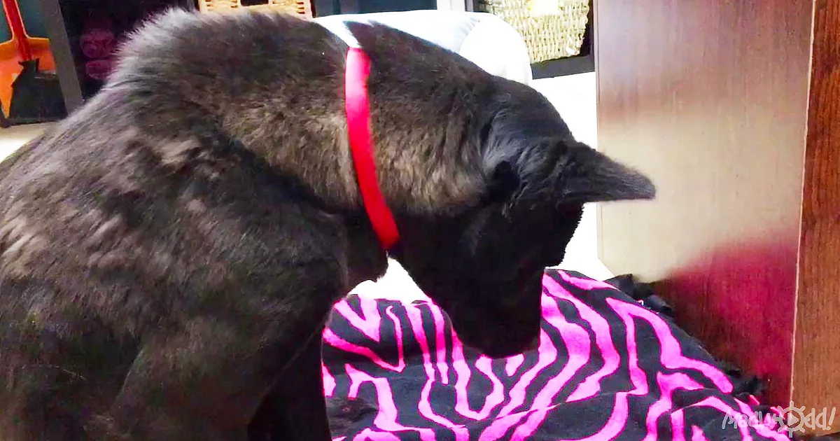 A black dog wearing a red collar is sniffing a pink and black zebra-patterned blanket.