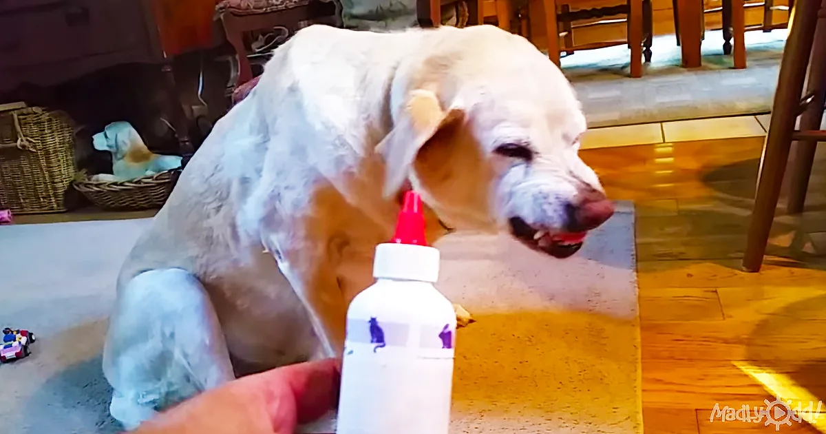 A white dog with a red-tipped bottle near its mouth, sitting on a rug in a room with wooden furniture.